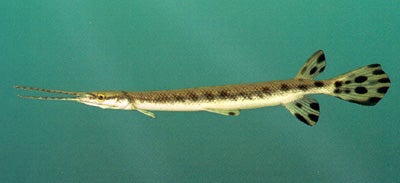 ロングノーズガー　Longnose gar　頭骨 A 即納 ☆ ロングノーズガー Longnose gar 頭骨☆ - 頭骨・骨格